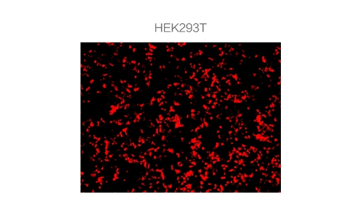 HEK293T 